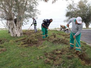 Balıkesir’de Domuzlar Sahili Talan Etti