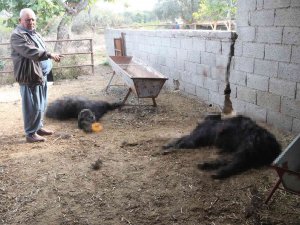 Mersin’de Başıboş Köpek Dehşeti: Ağıldaki Keçileri Telef Ettiler