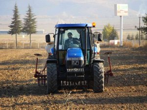 En Verimli Yerli Ve Milli Buğday Tohumunu Belirlemek İçin 50 Çeşit Ekildi