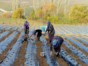 Nilüfer Belediyesi’nden Kadın Üreticilere 100 Bin Çilek Fidesi