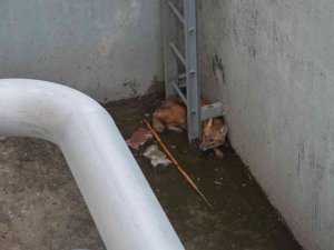 Çukura Düşen Çakal Belediye Ekiplerince Çıkarıldı