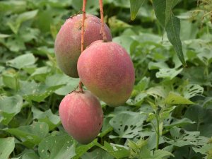 Bir Ağacından 190 Bin Tl Gelir Sağlanan Mango Üreticinin Yeni Gözdesi