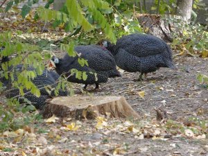 Van’da Kümes Hayvanları İçin Doğal Ortam