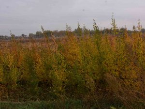 Bingöl’de Vatandaşlara 300 Adet Kayısı Fidesi Dağıtıldı