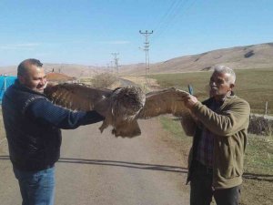 Elektrik Akımına Kapılan Dev Baykuş Telef Oldu