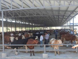 Kahta Hayvan Pazarı Şap Hastalığı Tedbirleri Çerçevesinde Kapatıldı