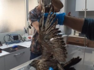 Kazdağı Milli Parkı’nda Yaralı Şahin Tedavi Altına Alındı