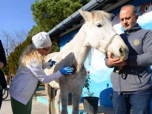 Hırsızlık Yapanlar Şiddet Uygulayıp Ölüme Terk Etti... Belediye Sahip Çıktı