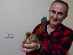 Köy Okulu Öğretmeni Beslediği Sincaplara Çocuğu Gibi Bakıyor