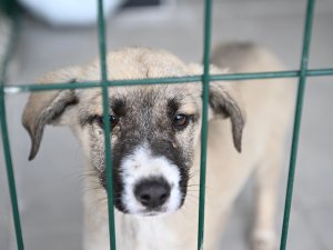 Kartepe’nin Sokak Hayvanları Artık Emin Ellerde Olacak