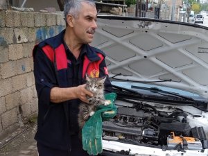 Aracın Motor Kısmına Sıkışan Kedi Kurtarıldı