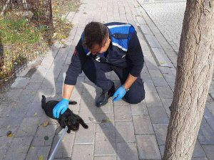 Minik Kedinin Yardımına Zabıta Koştu