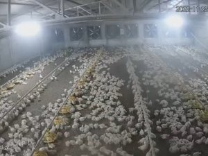 Bolu’da Depremde Tavukların Kaçışma Anı Kamerada