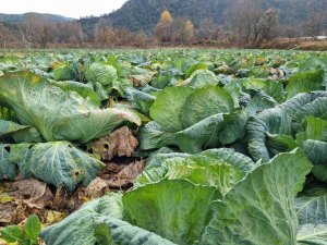 Eskipazar Lahanası İçin Coğrafi İşaret Başvurusu Yapıldı