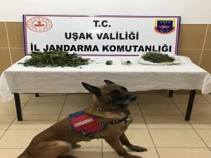 Uşak’ta 2 Uyuşturucu Taciri Tutuklandı