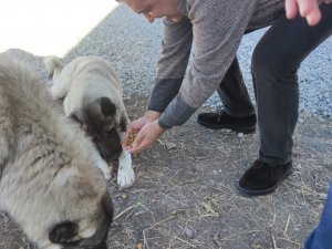 Haytap’tan Kedi Ve Köpekler İçin Mama Bağışı