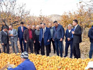 Adıyaman’da ’Cennet Hurması’ Hasadı Başladı