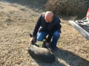 Sağlığına Kavuşan Karaca, Doğaya Salındı