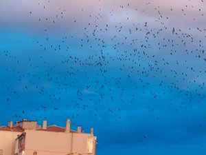 Korku Filmi Gibi: Gökyüzünde Karga İstilası