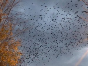 Kars’ta Kargaların Gökyüzünde Dansı Kamerada