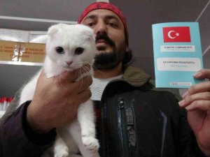 Kedi Ve Köpek Sahipleri Dikkat, Yasal Süre 31 Aralık’ta Doluyor