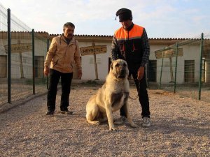 Dünyaca Ünlü Kangallar, 60 Bin Ziyaretçi Ağırladı