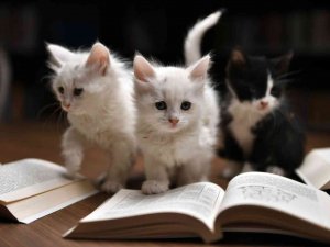 Edebiyatseverler Kedili Tekke’de Buluştu