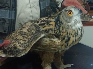 Bitkin Halde Bulunan “Puhu Kuşu” Tedaviye Alındı