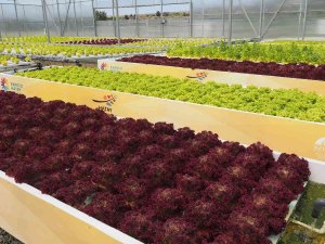 Hatay, Topraksız Tarımda 17 Ülke Şehirleri Arasında Birinci