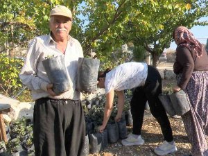 Büyükşehir’den Çiftçiye Keçiboynuzu Desteği
