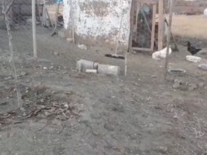 Elazığ’da Köpekler Kümese Girdi, 37 Tavuğu Telef Etti