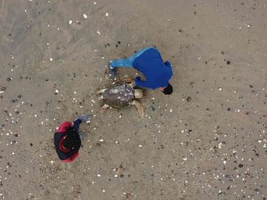 Mersin’de Ölü Caretta Caretta Sahile Vurdu