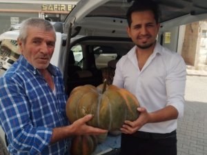 Yerli Tohumla Dev Kabaklar Yetiştiriyor