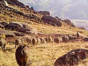 Fotokapan Görüntüleri Belgeselleri Aratmadı