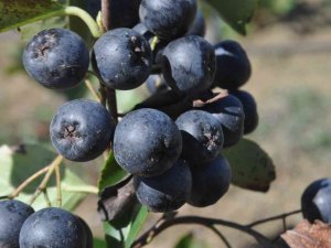Yalova Aronyasının Üretimi Katlanarak Artıyor