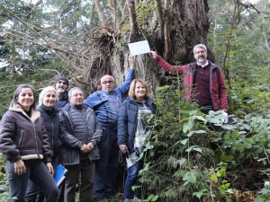 Artvin’de 7 Kestane Ağacı Anıt Ağaç Olarak Tescillenerek Plakaları Asıldı