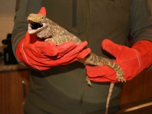 Şanlıurfa’da Bulunan Çöl Varanı Tedaviye Alındı