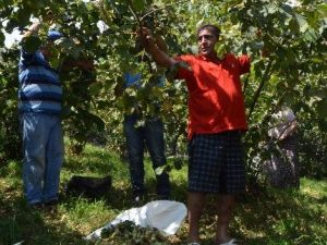 Tabzon’da Sahil Kesiminde Fındık Hasadı Başladı