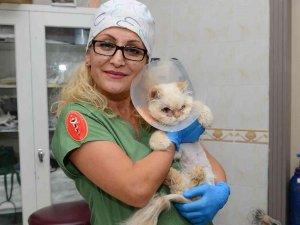 Sokağa Terk Edilen Kedi, Estetik Operasyonuyla Gözlerine Kavuştu