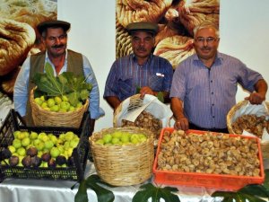 İ̇ncirin 272 Çeşit Dişisi, 58 Çeşit Erkeği Olmak Üzere 330 Türü Bulunuyor