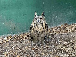 Tedavisi Tamamlanan ’Puhu’ Doğaya Salındı
