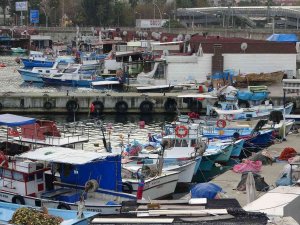 Deniz Salyangozundan 20 Ayda 15 Milyon Doların Üzerinde Döviz Girdisi