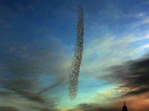 Sığırcık Kuşlarının Gökyüzü Şöleni Mest Etti