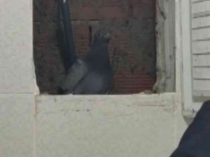 Havalandırma Boşluğunda Mahsur Kaldı, İtfaiye Sayesinde Özgürlüğüne Kavuştu