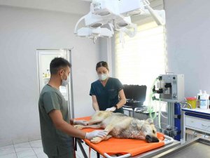 Başkan Altay’dan Hayvan Barınağındaki Olayla İlgili Açıklama
