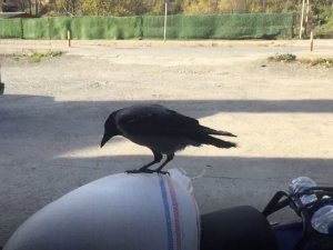 Bu Karga Artvin’de Esnafın Maskotu Oldu