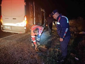 Yol Kenarında Yaralı Halde Bulunan Hayvanlara Jandarma Şefkati