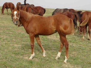 Bu Atlar Para Basıyor