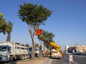 Mersin’de Refüjlerde Ağaçların Bakımı Yapılıyor