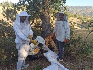 Elazığ’da Arıların Doğada Ürettiği Ballar Bal Avcıları Tarafından Toplanıyor